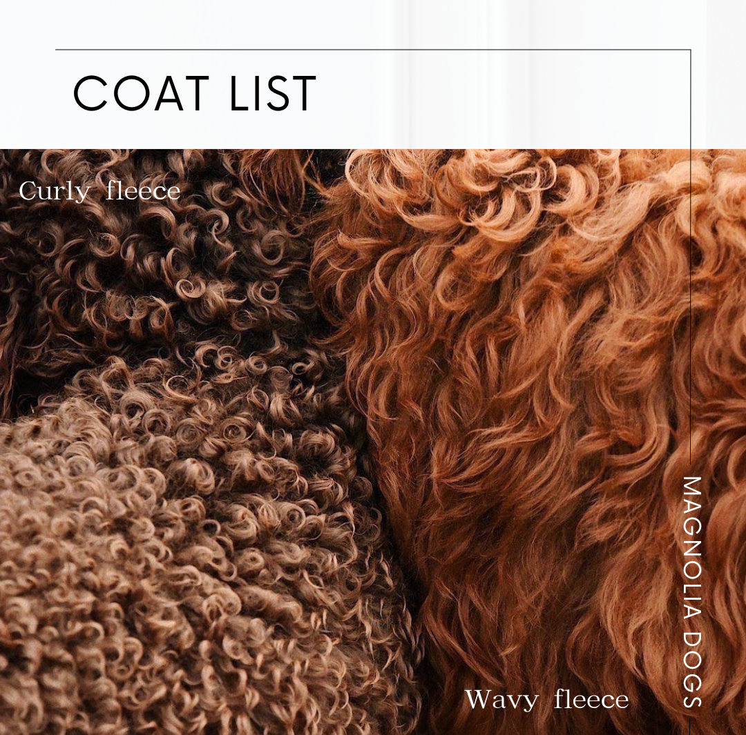 マグノリアドゥードルパピー